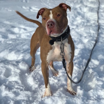 Собаки в добрые руки - Сухич - 1