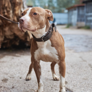Собаки в добрые руки - Сухич - 1