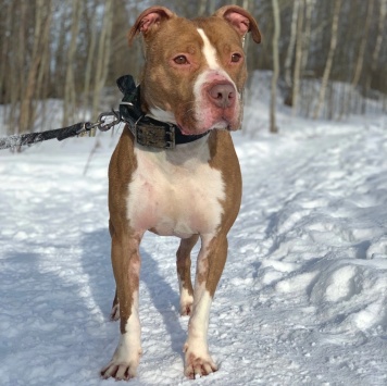 Собаки в добрые руки - Сухич - 2