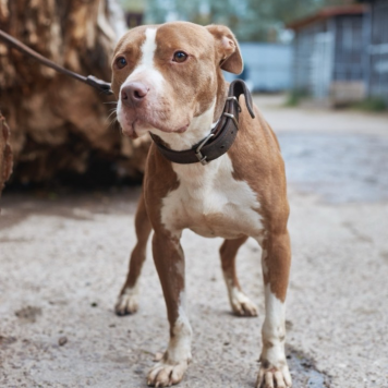 Собаки в добрые руки - Сухич - 2