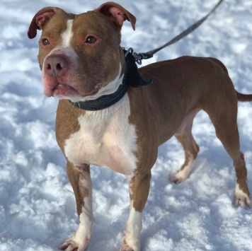 Собаки в добрые руки - Сухич - 3