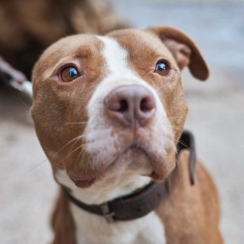 Собаки в добрые руки - Сухич - 3