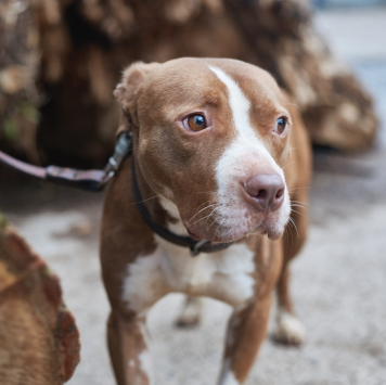 Собаки в добрые руки - Сухич - 4