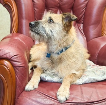 Собаки в добрые руки - Аргентина (Тинка) - 2