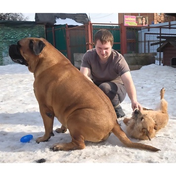 Собаки в добрые руки - Аргентина (Тинка) - 3