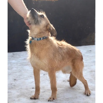 Собаки в добрые руки - Аргентина (Тинка) - 4