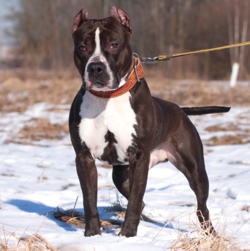 Собаки в добрые руки - Батлер