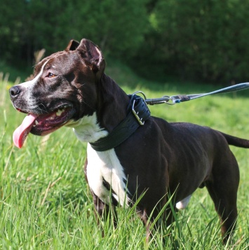 Батлер - Собаки в добрые руки