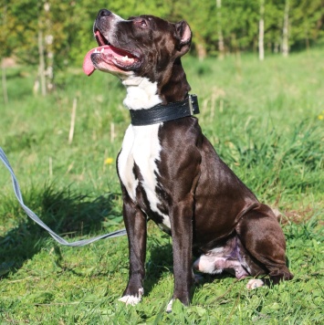 Собаки в добрые руки - Батлер - 1