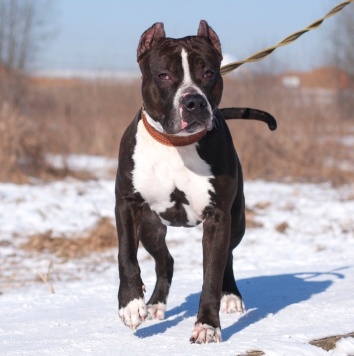 Собаки в добрые руки - Батлер - 2