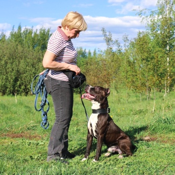 Собаки в добрые руки - Батлер - 2