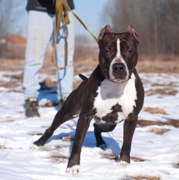 Собаки в добрые руки - Батлер - 3