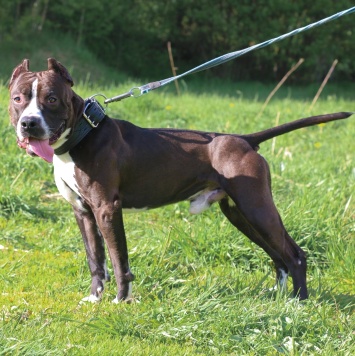 Собаки в добрые руки - Батлер - 3