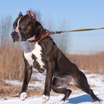 Собаки в добрые руки - Батлер - 4