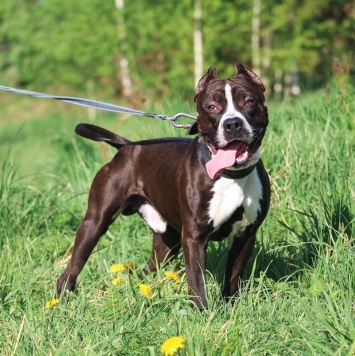 Собаки в добрые руки - Батлер - 4