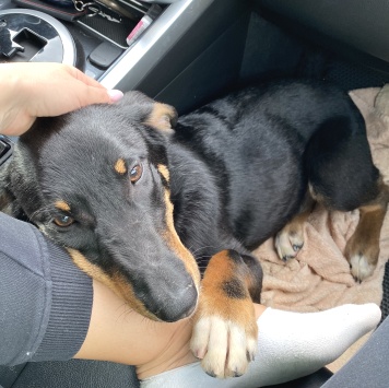 Собаки в добрые руки - Джеки - 2