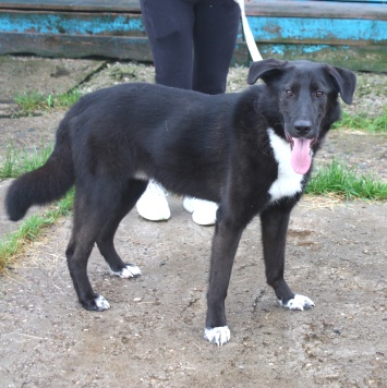 Собаки в добрые руки - Туман