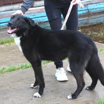 Собаки в добрые руки - Туман - 1