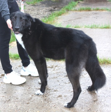 Собаки в добрые руки - Туман - 2