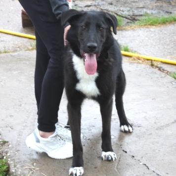 Собаки в добрые руки - Туман - 3