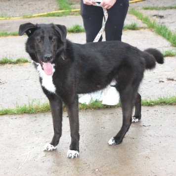 Собаки в добрые руки - Туман - 4