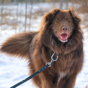 Собаки в добрые руки - Чавис