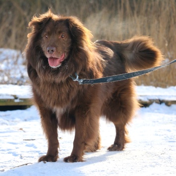 Собаки в добрые руки - Чавис - 1