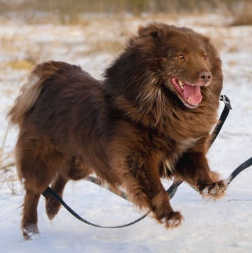 Собаки в добрые руки - Чавис - 2