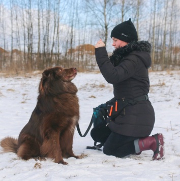 Собаки в добрые руки - Чавис - 3