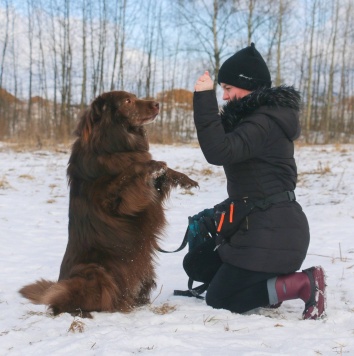 Собаки в добрые руки - Чавис - 4