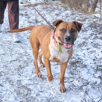 Собаки в добрые руки - Рулла