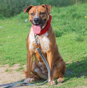 Собаки в добрые руки - Рулла