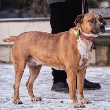 Собаки в добрые руки - Рулла - 1