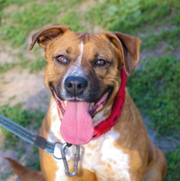 Собаки в добрые руки - Рулла - 1