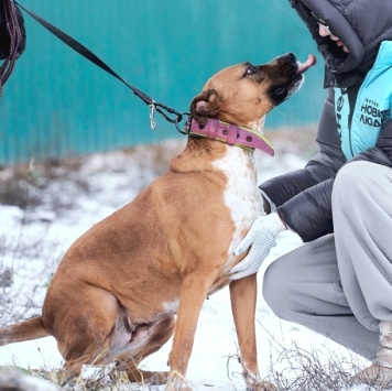 Собаки в добрые руки - Рулла - 2