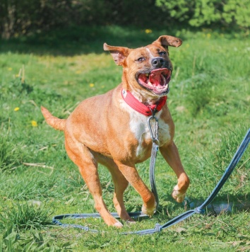 Собаки в добрые руки - Рулла - 2
