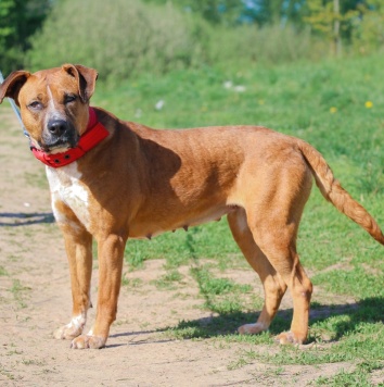 Собаки в добрые руки - Рулла - 4