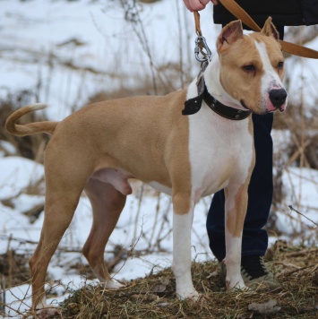 Собаки в добрые руки - Орион