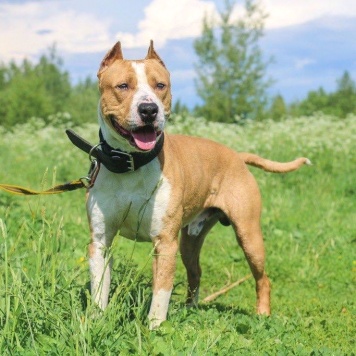 Собаки в добрые руки - Орион