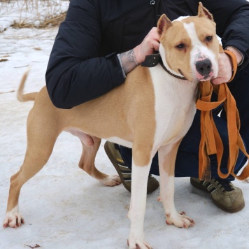 Собаки в добрые руки - Орион - 1