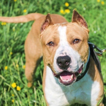 Собаки в добрые руки - Орион - 1