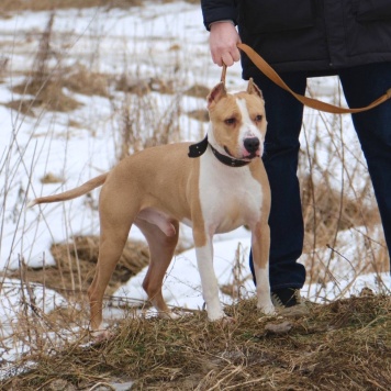 Собаки в добрые руки - Орион - 2
