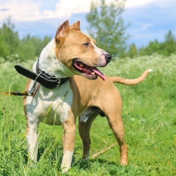 Собаки в добрые руки - Орион - 2