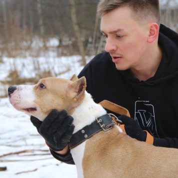 Собаки в добрые руки - Орион - 3