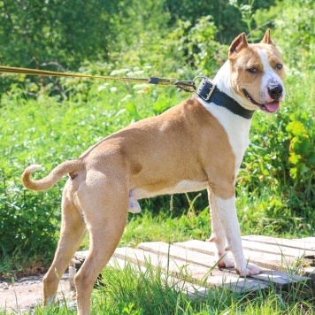 Собаки в добрые руки - Орион - 3