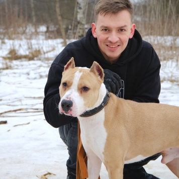 Собаки в добрые руки - Орион - 4