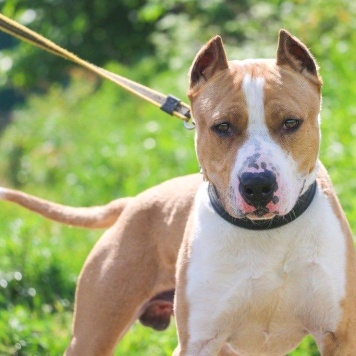 Собаки в добрые руки - Орион - 4