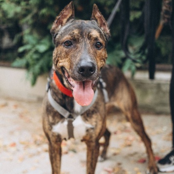 Лайк - Собаки в добрые руки