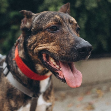 Собаки в добрые руки - Лайк - 1