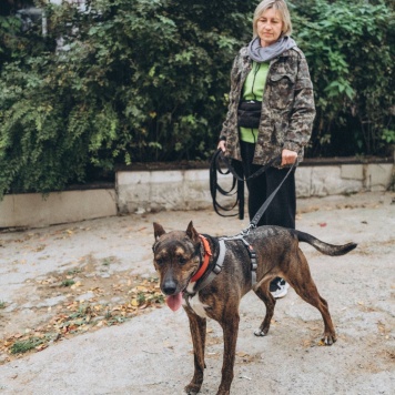 Собаки в добрые руки - Лайк - 2